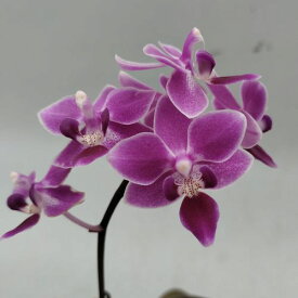 Phal.equestris　ファレノプシス属エクエストリス