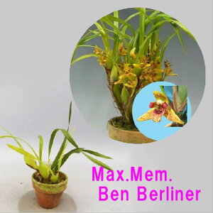 Max.Mem. Ben Berliner マキシラリア属.メモリア ベン ベリナー