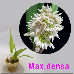 Max.densaマキシラリア属.デンサ=(新)Camaridium densum
