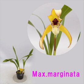 Max.marginataマキシラリア属．マルギナタ（新）Brasiliorchis marginata