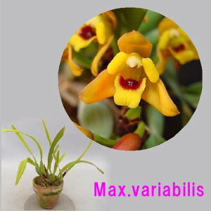 Max.variabilis マキシラリア属.バリアビリス