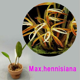 Max.hennisiana　マキシラリア属 ヘニシアナ　