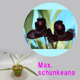 Max.schunkeanaマキシラリア属．シュンケアナ