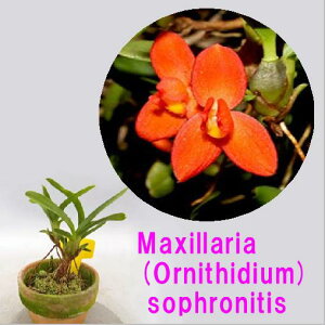 Maxillaria (Ornithidium) sophronitisマキシラリア属.ソフロニティス