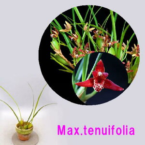 Max.tenuifoliaマキシラリア属.テヌイフォリア