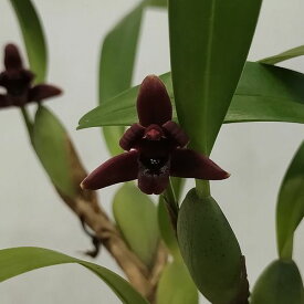Max.variabilis ’Black Berry’ マキシラリア属バリアビリス ’ブラックベリー’