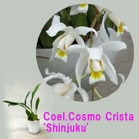 Coel.Cosmo Crista'Shinjuku'セロジネ属 コスモクリスタ’シンジュク’