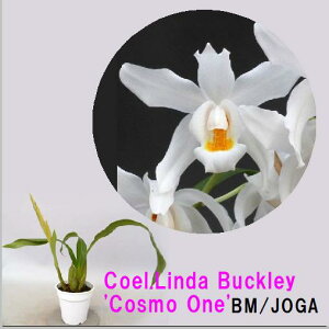 Coel.Linda Buckley'Cosmo One'BM/JOGA@ZWl_obNCfRXf