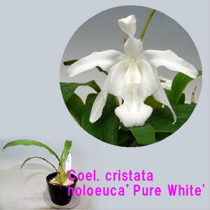 Coel.cristata fma. holoeuca�fPure White'SM/JOGA�Z���W�l���N���X�^�[�^ �z�����E�J �e�s���A �z���C�g�f
