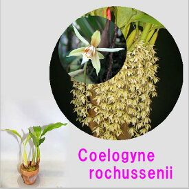 Coelogyne rochusseniiセロジネ属　ロクセニー