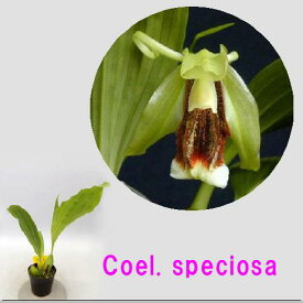 Coel. speciosaセロジネ属、スペシオサ