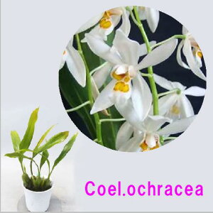 Coel.nitida�@(ochracea)�@�Z���W�l�� �j�`�_