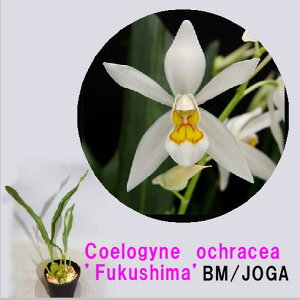 Coelogyne�@ochracea�fFukushima�fBM/JOGA�Z���W�l���I�N���Z�A�f�t�N�V�}�f