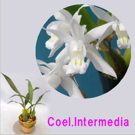 Coel.Intermediaセロジネ属インターメディア