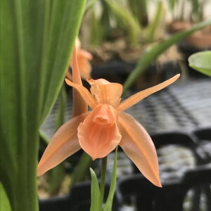 Coel.Tiny Hope�@�Z���W�l���^�C�j�[�z�[�v