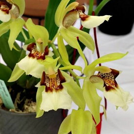 Coel.Green Elfセロジネ属グリーンエルフ