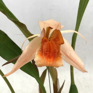 Coel.xyrekes'Lys River' X speciosa'Miyuki'�Z���W�l�� �W���L�X�f���X�@���o�[�fX�@�X�y�V�I�T�f�~���L�f