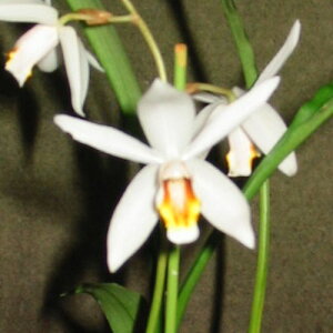 Coel.lactea 'Ohyama'BM/JOGA�Z���W�l�� ���N�e�A'�I�[���}�f