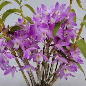 Den.Neo Rouge'Rouge'デンドロビウム属ネオルージュ’ルージュ’