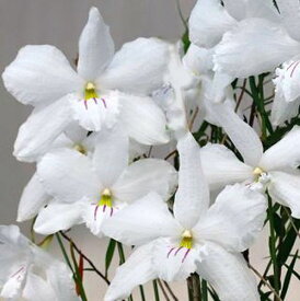 Den.papilio’デンドロビウム属パピリオ