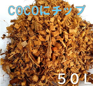  RR`bv@COCOɃ`bv 50L V̎`bv nXN`bv 