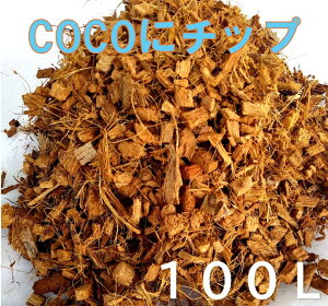  RR`bv COCOɃ`bv 100L V̎`bv nXN`bv 