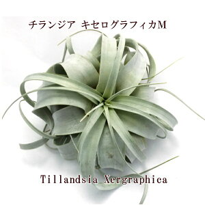 観葉植物 キセログラフィカの人気商品 通販 価格比較 価格 Com