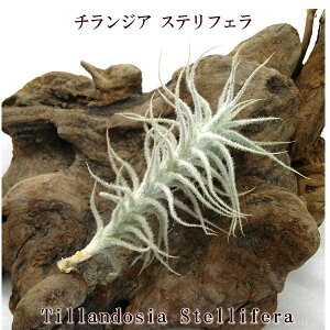 GAvc `WA XetF (5`6cmO) GA[vc