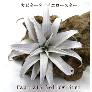 ()GA[vc `WA Js^[^ CG[X^[L (12`15cmO) GA[vc