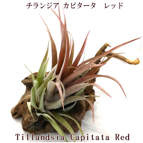 ティランジア チランドシア 観葉 室内 植物 種類 品種 育て方 販売 エアープランツ チランジア カピタータ レッド ｌ １８ ２０ｃｍ前後 エアプランツ