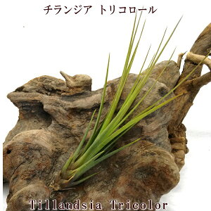 観葉植物 ラテ ルの人気商品 通販 価格比較 価格 Com