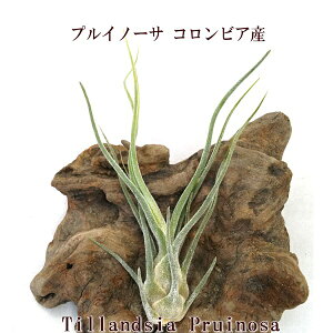 GAvc `WA vCm[T RrAY (10cmO) GA[vc