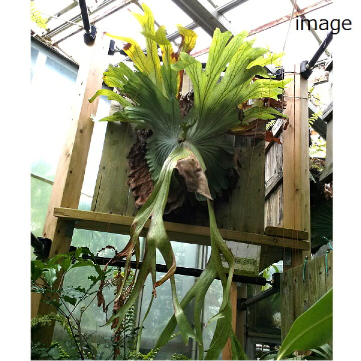 楽天市場】ビカクシダ グランデ 3号ポット水苔植え(全長10 