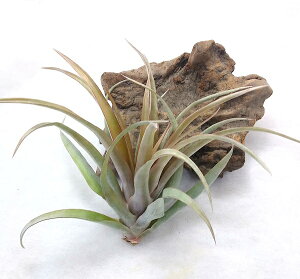 GA[vc `WA Js^[^ bh L(25`30cmO) GAvc