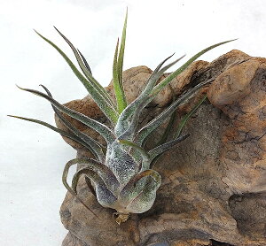 GAvc `WA vCm[T O@e}i6`8cmOjGA[vc