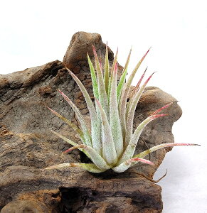 GAvc `WA CIi^ s[`sN (5`6cmO ) GA[vc