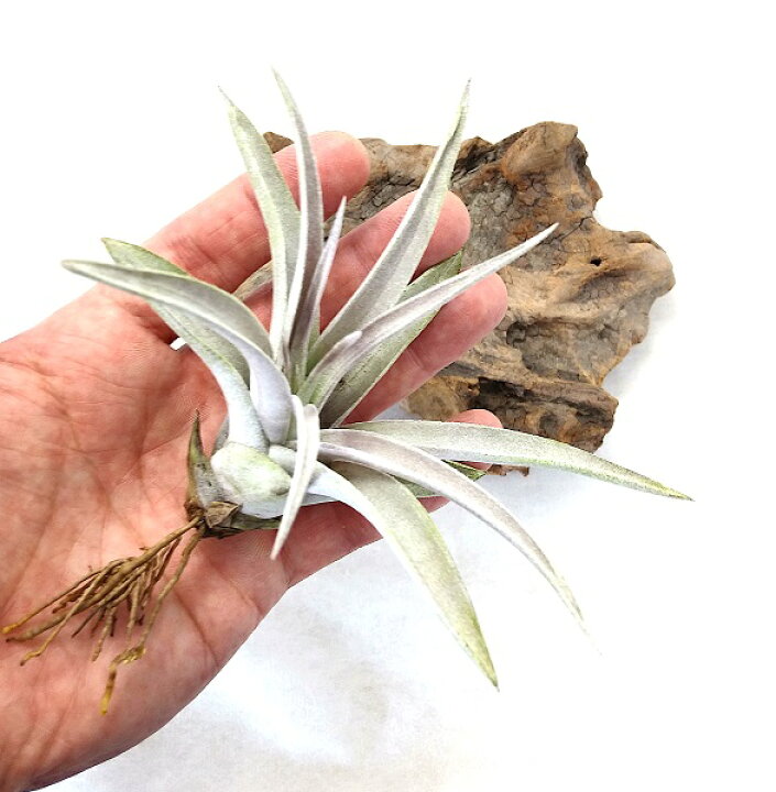 楽天市場 エアプランツ チランジア ハリシー 10 12ｃｍ前後 エアープランツ Pegマーケット