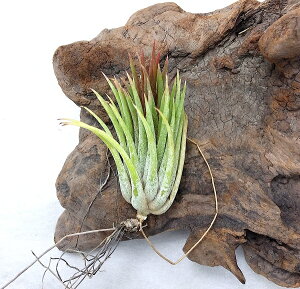 i󏭁jGA[vc `WA CIi^ G{[V (6`7cmO) GA[vc