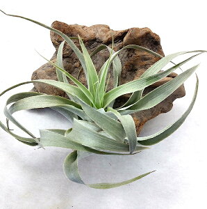 GAvc `WA JNeBR uCg[t (15cmO) GA[vc