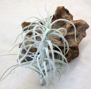  GAvc `WA eNg JEbZX i15cmOj GA[vc