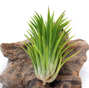 GAvc `WA CIi^ WCAgtH[ 10cmO GA[vc