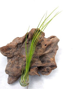 GAvc `WA fBXeBJ(15`20cmO) GA[vc