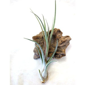 iE󏭁EnCubhjGAvc `WA }htB^Xi30cmOj GA[vc