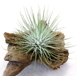 @ԉI@GAvc `WA tbNV[EtbNV[XL(10`12cmO) tNV[ GA[vc