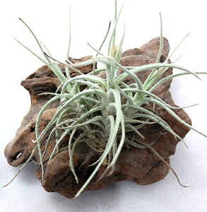 ()GAvc `WA VXSlVX Nv(8cmO)@GA[vc