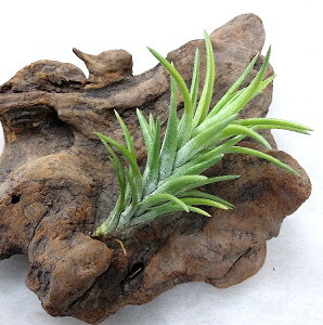 GAvc `WA lON^ (8`10cmO) GA[vc