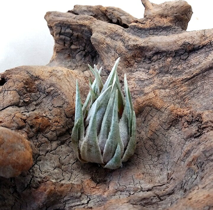 楽天市場】(希少・現品)エアプランツ チランジア カウツキー（3.5cm 