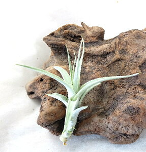 GAvc `WA Ar_ (8`10cmO) GA[vc