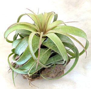 y󏭁Eԉtz GbNmubNiuLJEX×XgvgtBj 15`18cmO GA[vc GAvc `WA