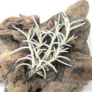 (󏭁jGAvc `WA X Nv (10cmO) GA[vc